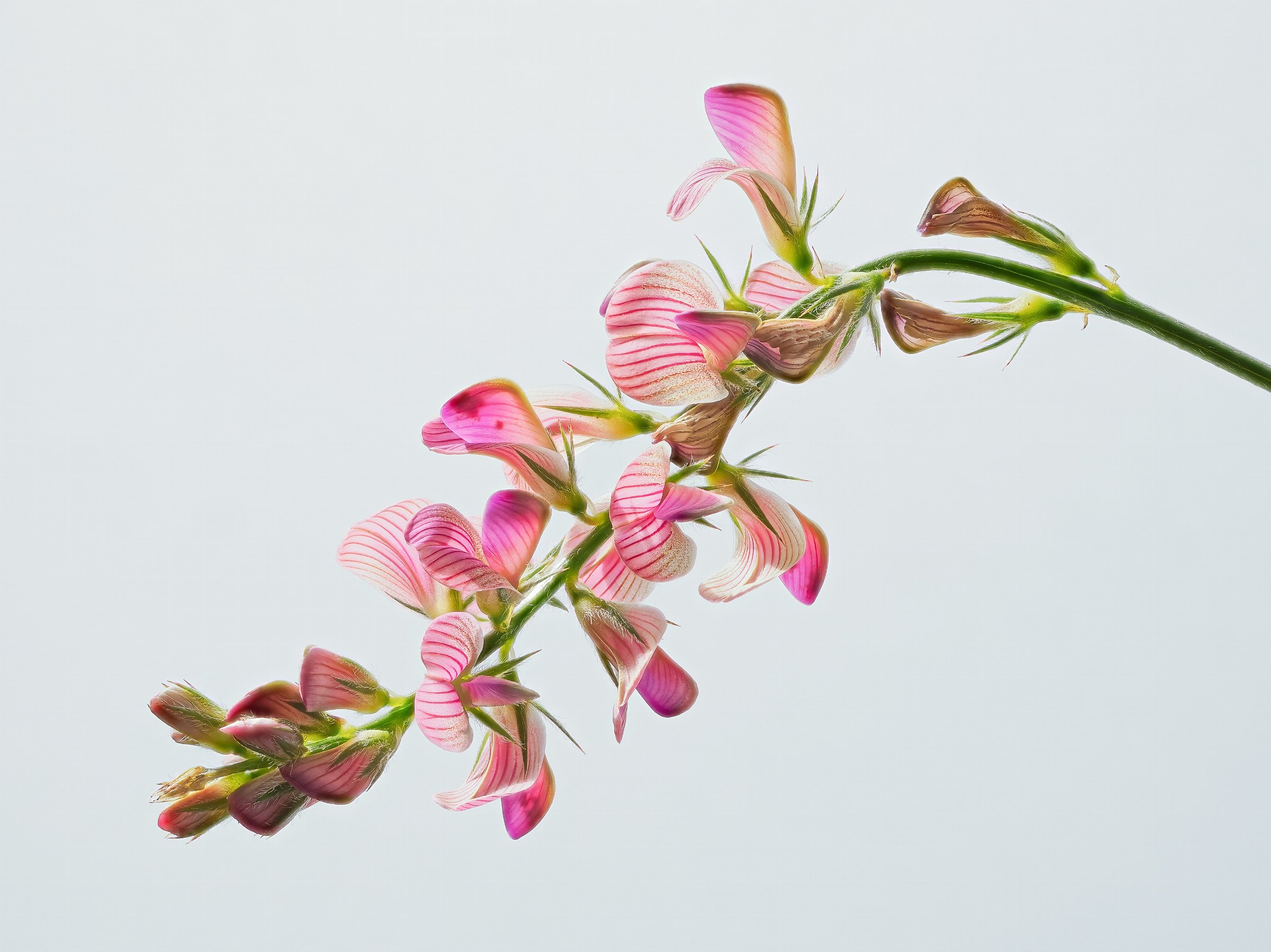 Sainfoin (Esparcette)