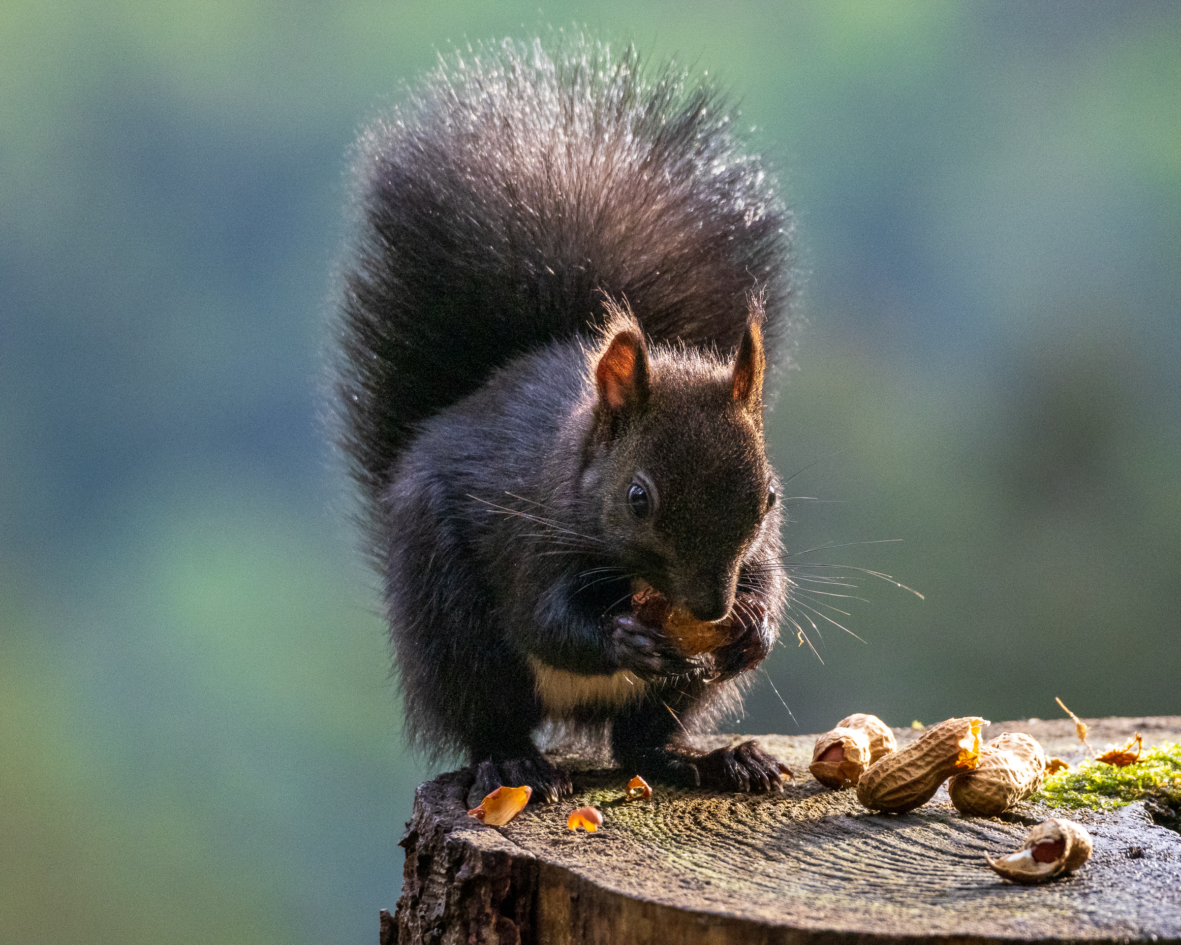 Eurasian Red Squirrel