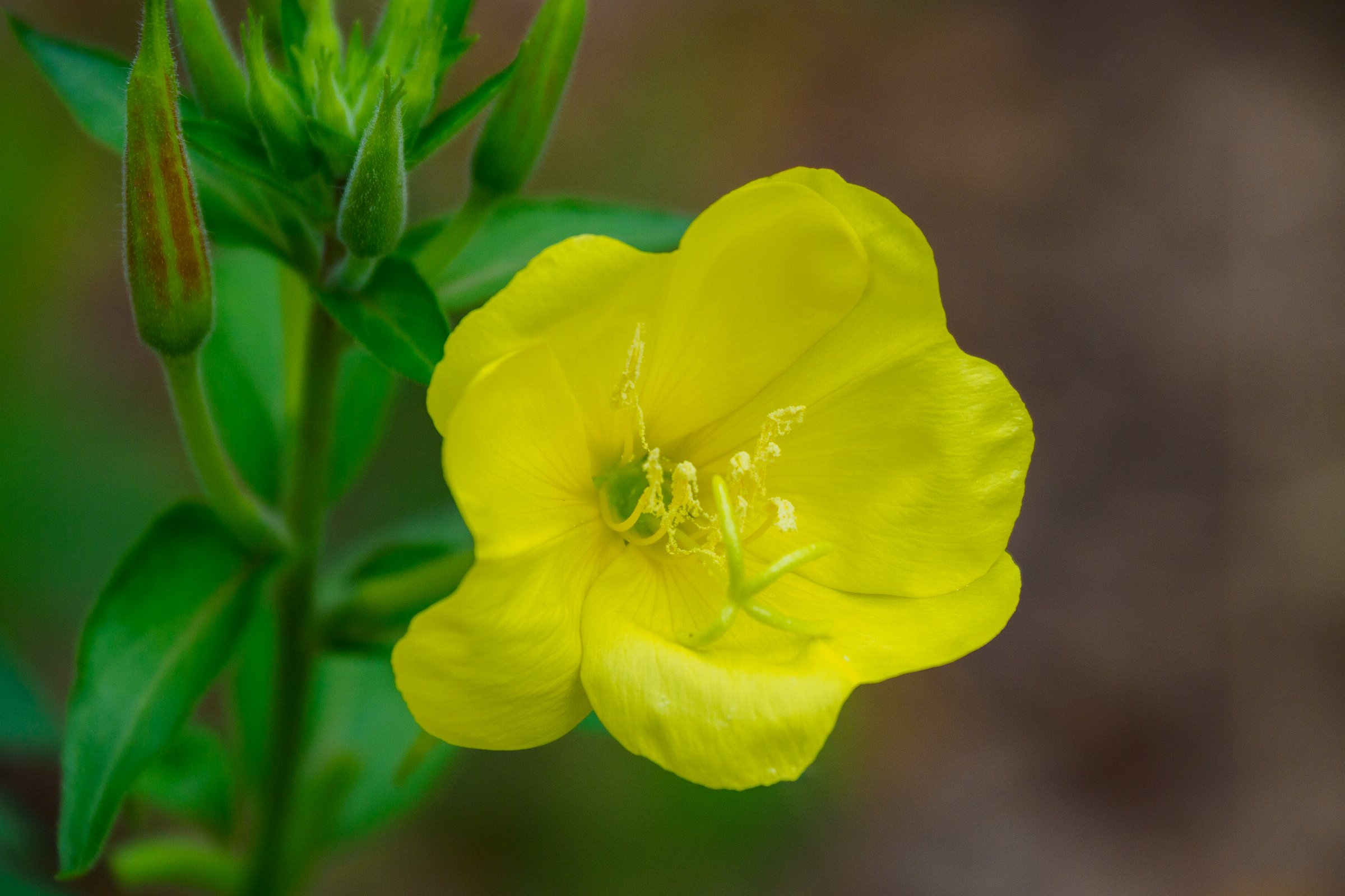Evening primrose