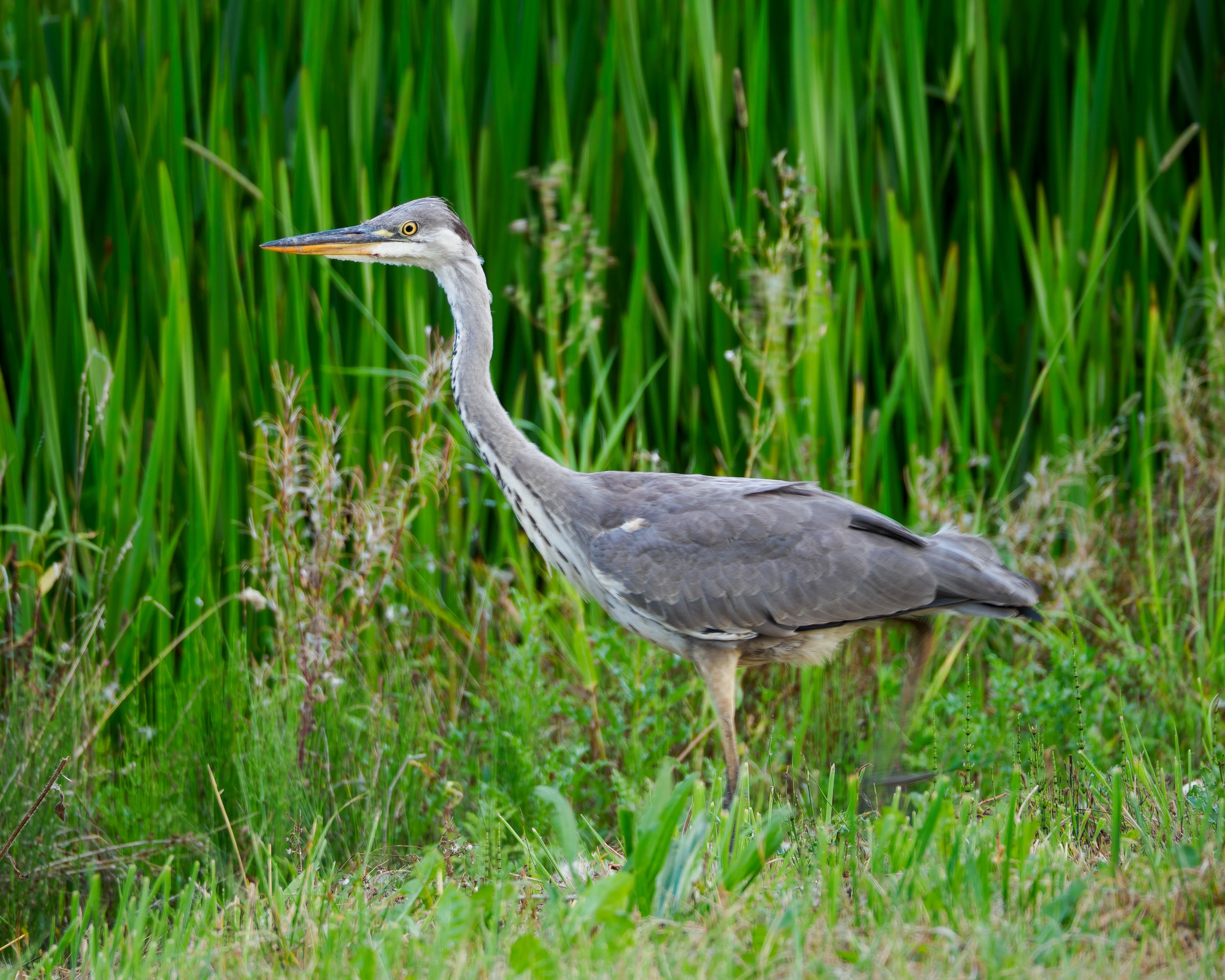 Grey Heron