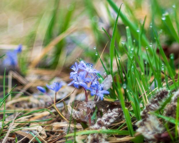 Alpine squill (Scilla bifolia), found on a morning walk. I love the signature dreamy glow of the Trioplan 100/f2.8 in this image. 