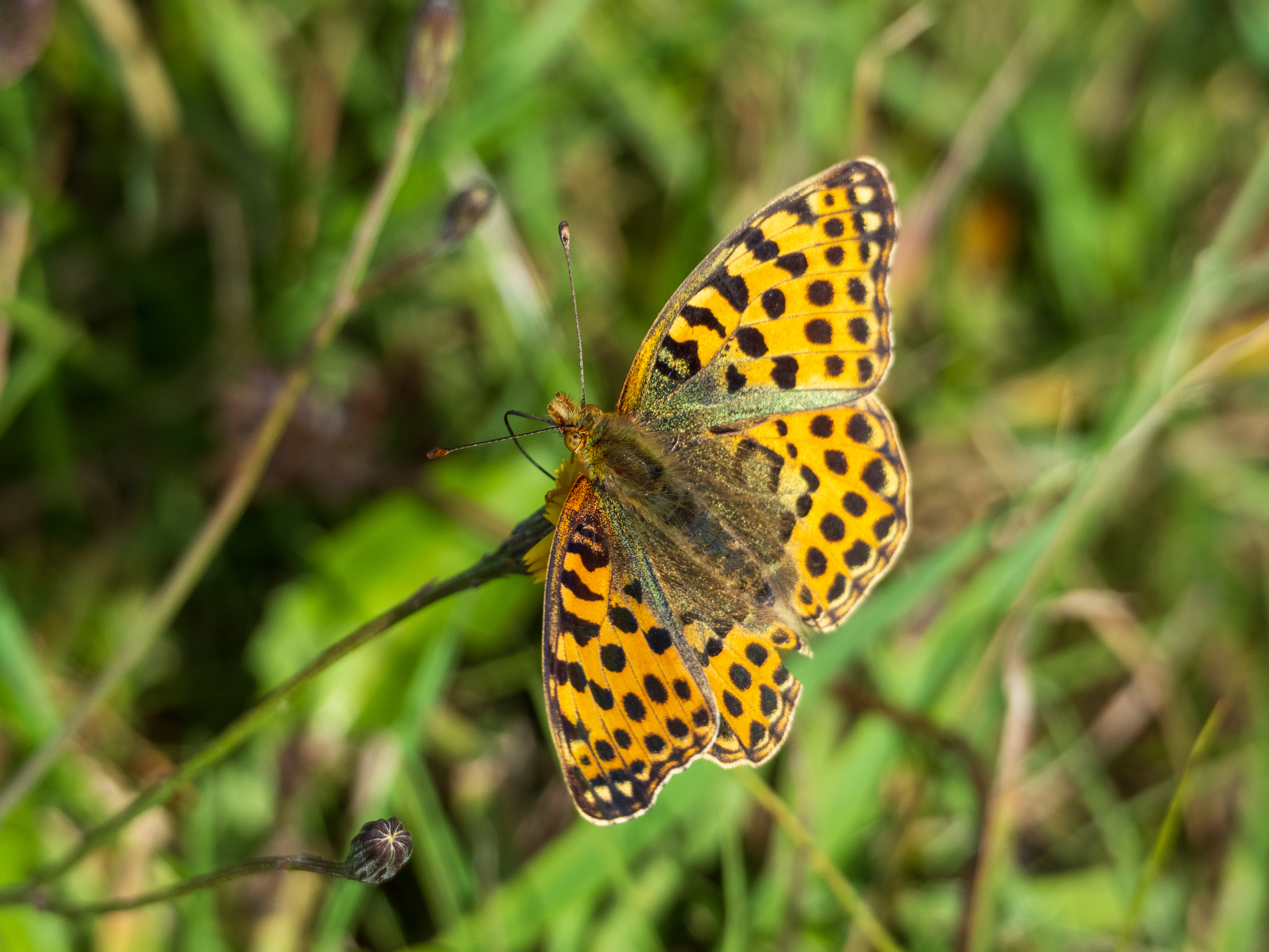 Queen of Spain Fritillary - Issoria lathonia