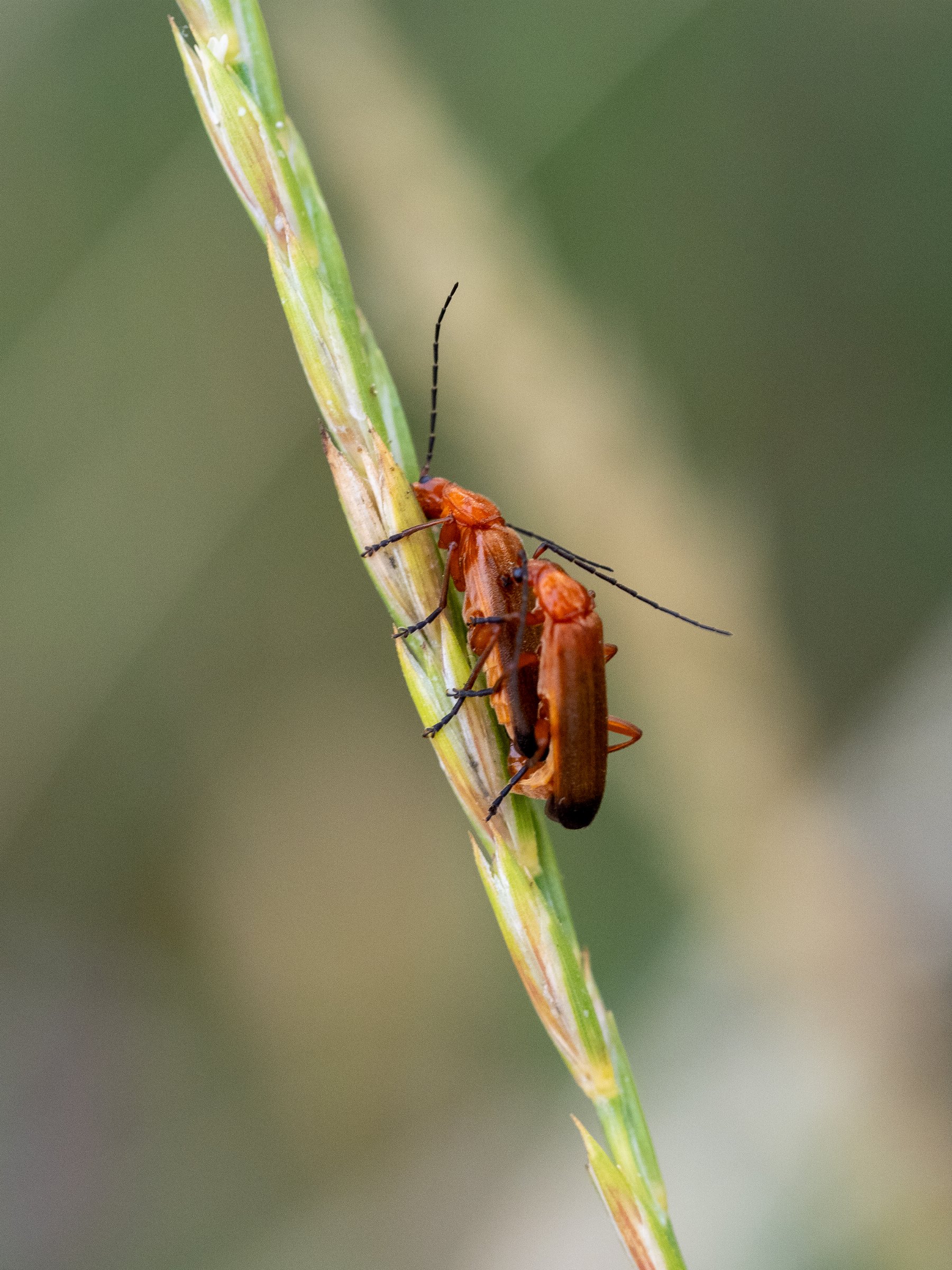 Common Red Soldier Beetles